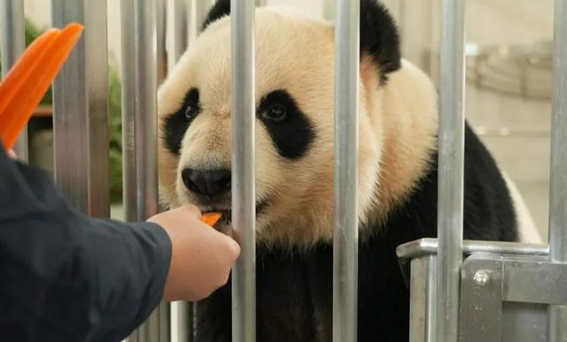 中国大熊猫保护研究中心绵阳基地试运行 13只大熊猫入住新家