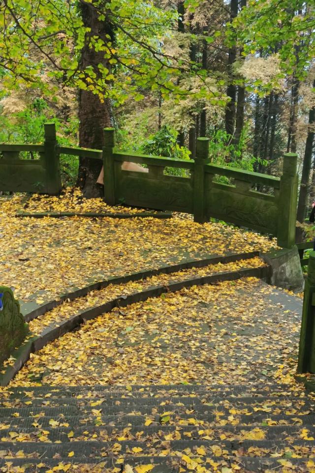 黄了！彩了！1h刹拢成都最近赏秋地，徒步拿奖牌、邂逅古寺银杏！老街美食好吃惨！