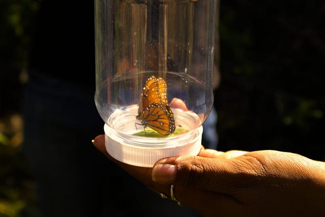 墨西哥岛屿呼唤救援：失去帝王蝶和吸蜜蝠，餐桌会发生什么？