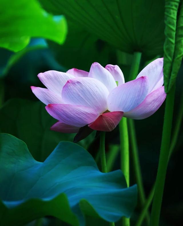 美丽西和 “荷”你有约