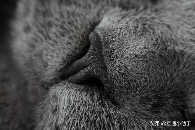腾龙 90mm F/2.8 Di III MACRO VXD 上手使用体验