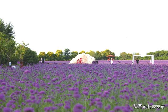 查干湖契丹岛百花园 马鞭草花海盛开