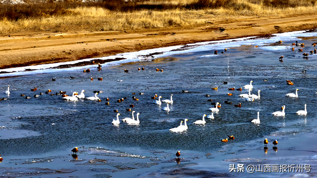 黄河河曲段流凌与天鹅共舞 冬日美景见证生态和谐