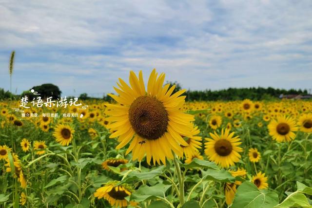 宁波这片向日葵花海又火了，被称为最具原始风情的莫奈花园，好美