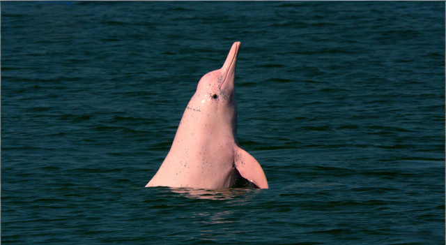 耗资千亿的超级工程	，单为她留出游弋通道？这电影给出最动人答案