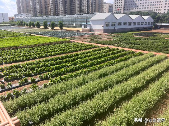 探秘呼和浩特！北疆农牧科技文化园，解锁城市里的田园新玩法！