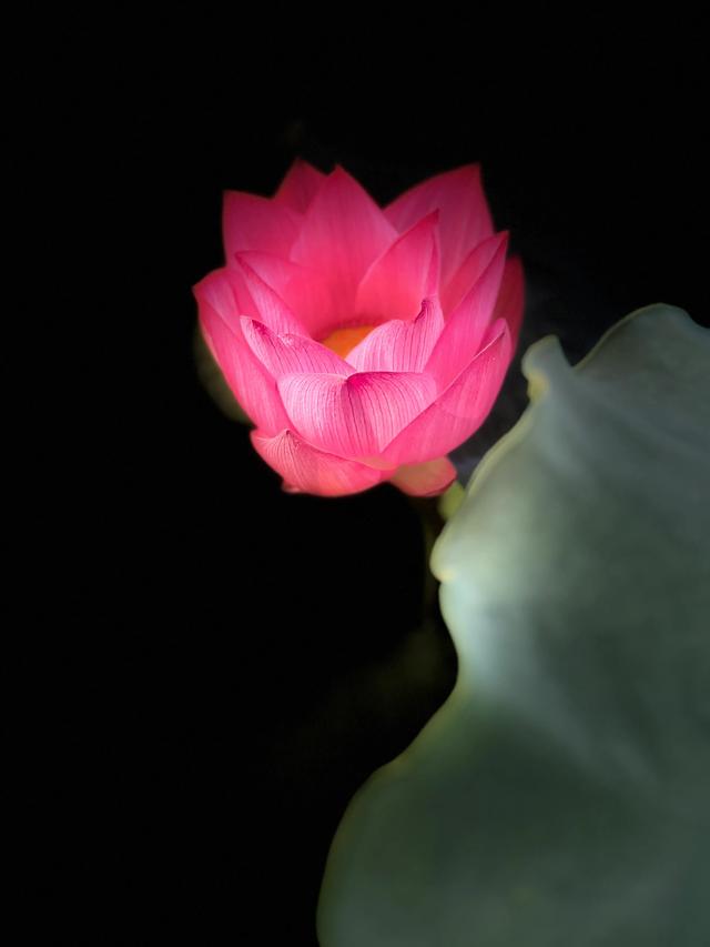 夏日西湖，8月9日。