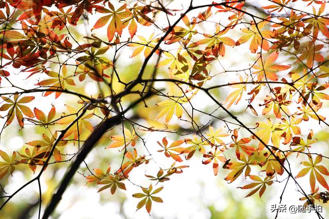 “枫”情万种，上海闵行红园枫叶色彩斑斓进入观赏季