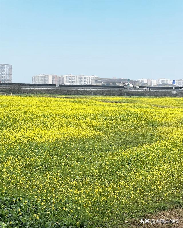 成都春天最美花开了，既壮观又唯美，这4处全免费，地铁公交可达