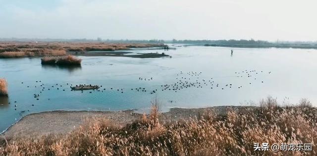 科克布云水库现热闹非凡，白天鹅悠闲游弋，大雁白鹭共舞水上芭蕾