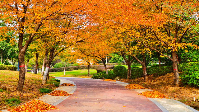 图说遂平：满城缤纷色 斑斓绘初冬