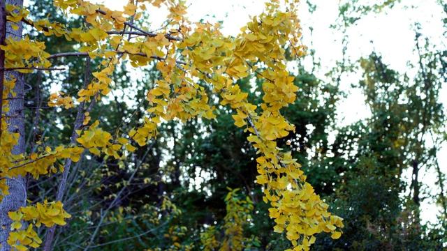 来达州宣汉，赴一场“黄金”盛宴