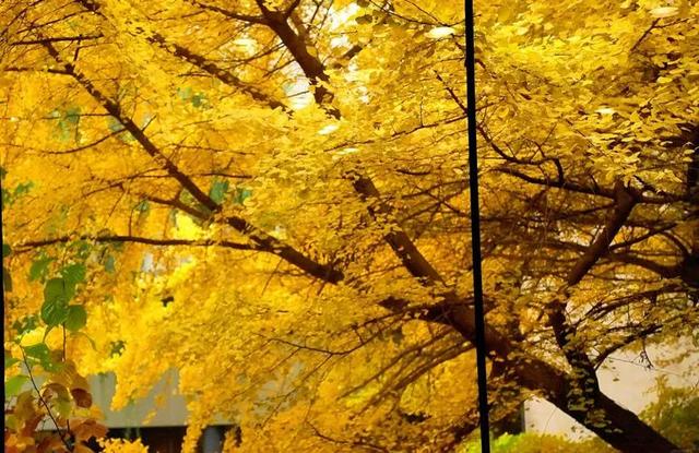 银杏黄金周倒计时!6大秘境+2个宝藏地的终极玩法,错过再等一年