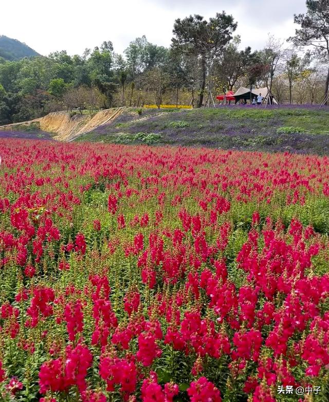 中山赏花指南：免费公园+徒步圣地老少皆宜，1.2万株黄花风铃木