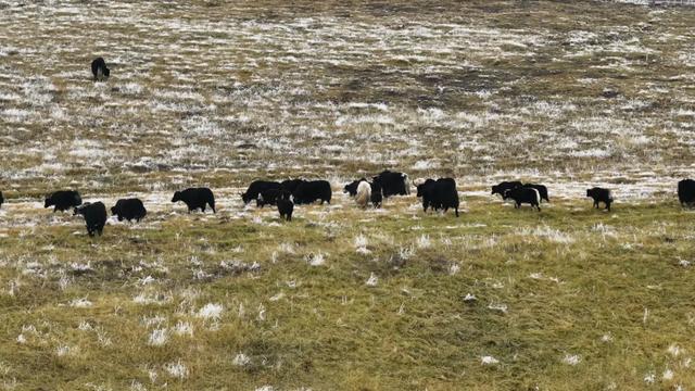 玛曲寒意渐起：裹暖，藏安，待冬来