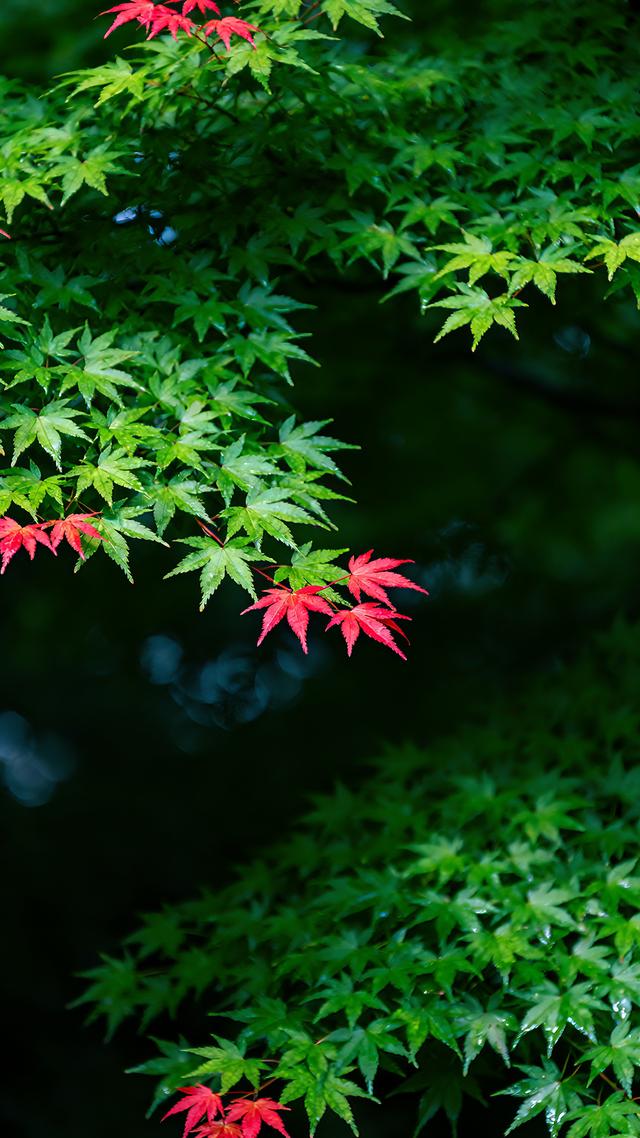 丝丝春意，抹去缕缕寒意，春天美景分享，太治愈了！