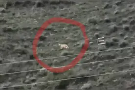 四川甘孜九龙县有人拍到野生老虎？专业人士：不是老虎，金钱豹的可能性最大图片