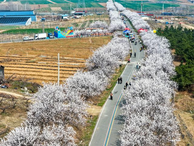 宁阳“杏花大道”成网红：一路烟霞，满山春色