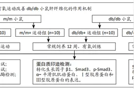 有氧运动调节转化生长因子β/Smad通路缓解db/db糖尿病小鼠的肝脏纤维化图片