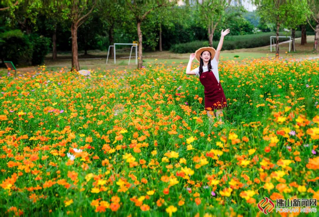 美爆了！佛山秋日花海上新！