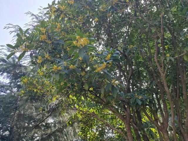 兴庆宫的秋，桂花飘香，花影添色
