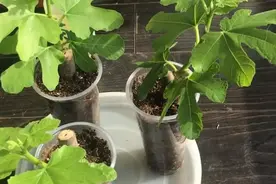 九月路边2种枝条千万别错过，15天不插土，后悔一整年！图片