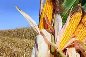 我国“最佳排名前10”玉米品种，亩产高达2500斤，抗病抗倒又高产图片