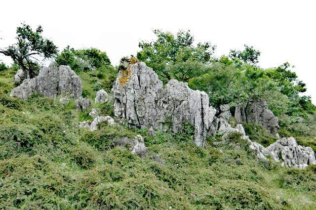 湖北宜昌：迷人的的百里荒大草原，这些发现，是锦上之花