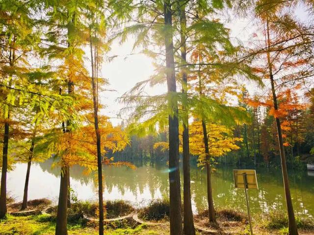 刚拍下!洛阳这个大型公园美爆了