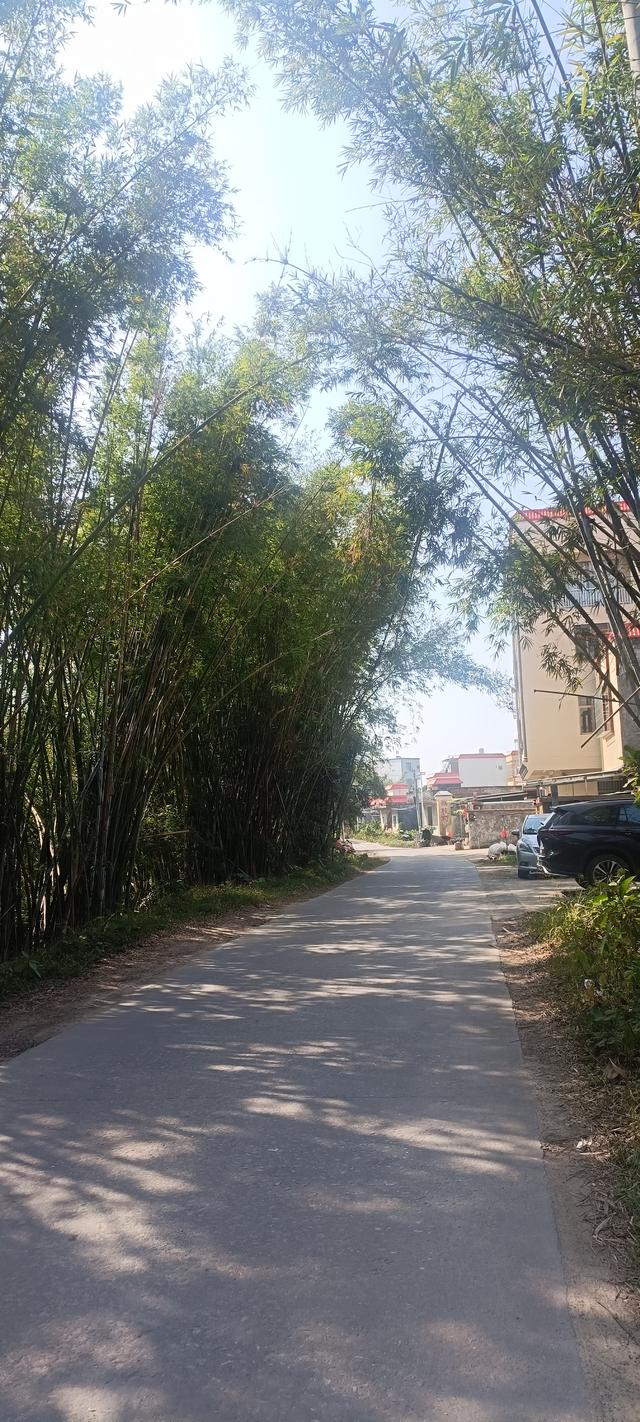 ：：：荔枝树与村：：：