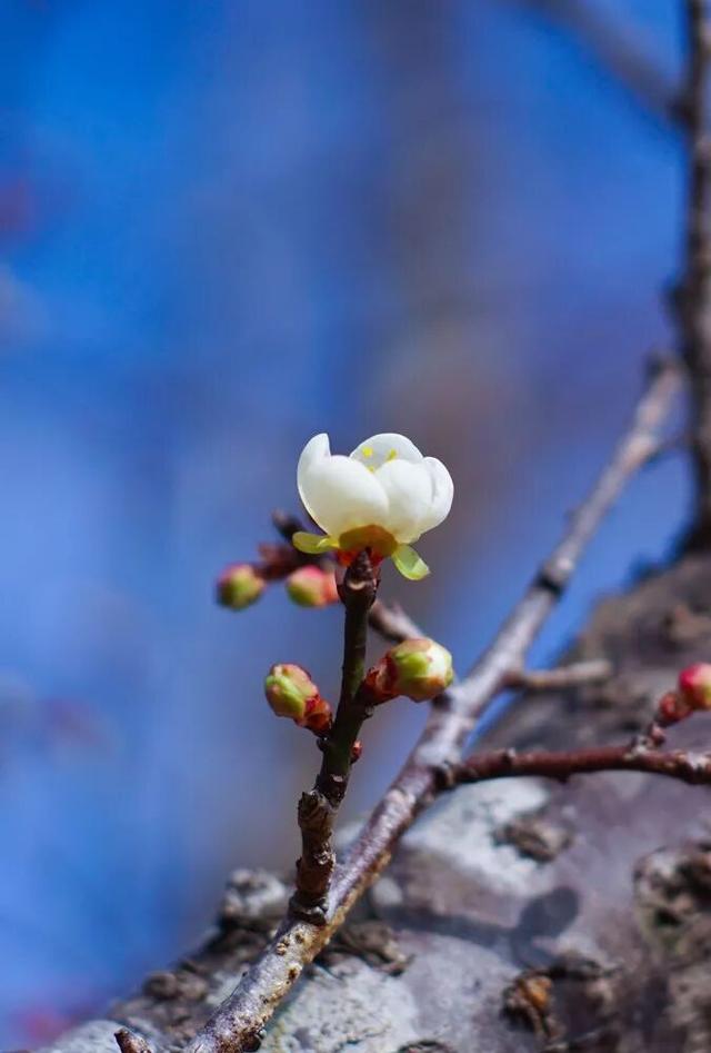 在韶关，带毛孩子去哪“浪”？这份宠物友好地图请收藏，撒欢不踩雷~