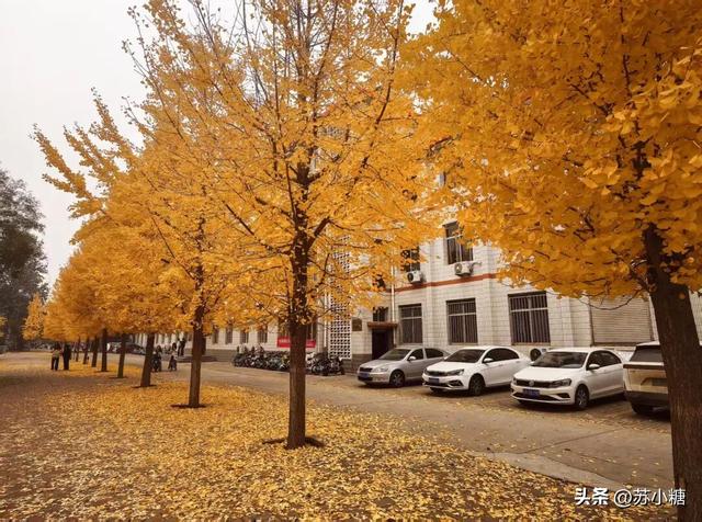【石家庄】河北经贸大学银杏节预览，随手一拍都是壁纸