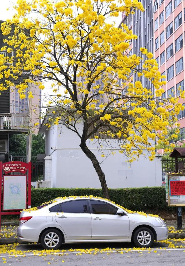 春日限定！贵港这条街道秒变“黄金大道”，落花成景美哭了！