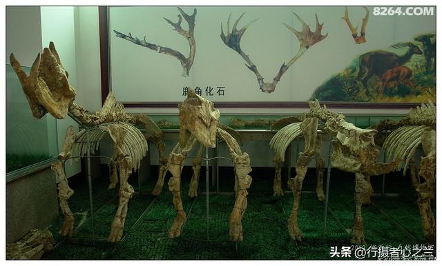 山东行游影记（27）—平邑天宇自然博物馆（二）