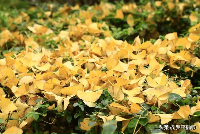 罗平：初冬限定美景上线 满城银杏铺就金色浪漫