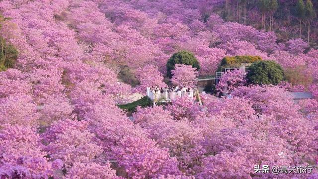 新会大泽绿美生态园太梦幻了，6000株紫花风铃开成童话花海