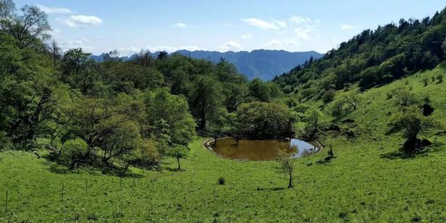 岁月守绿 “森森”不息——探秘甘肃小陇山国家级自然保护区