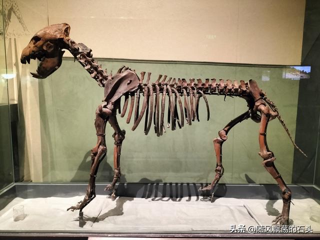 没想到大庆博物馆还有中国之最