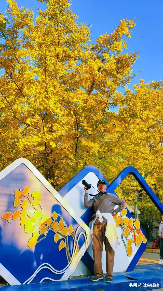 金色童话！腾冲千年银杏村，巷陌皆染秋光醉