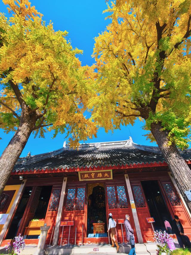 银杏鎏金，满城秋意关不住