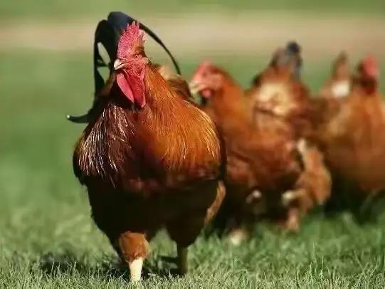 **属鸡人注意！十一月有人要“下车”，4件事让你稳赢！**