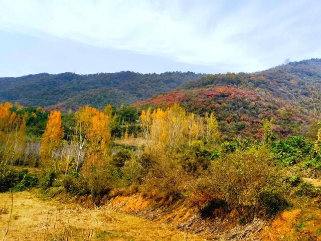 什么叫层林尽染？马谷田镇义和寨东边的堰塘寺告诉您！