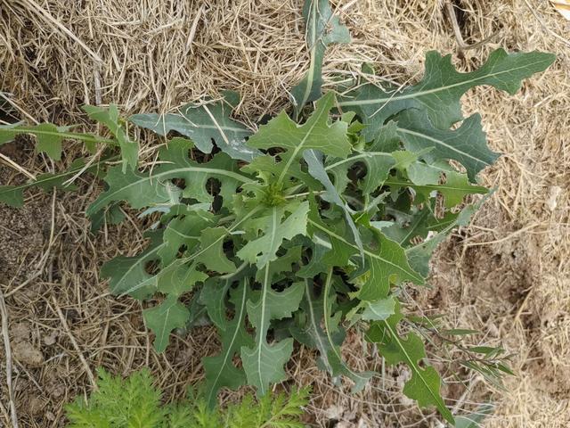 野莴苣：外形像翅果菊，它是一种有毒草本