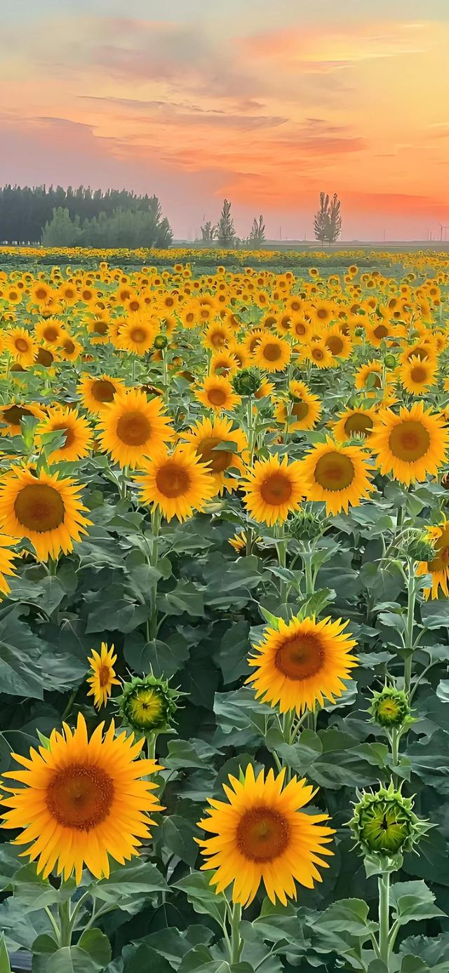 手机壁纸|治愈你的是风景，自然美景