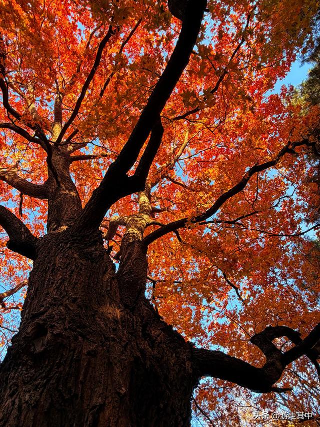 11月9日实拍！没人说地坛红叶这么好看啊…