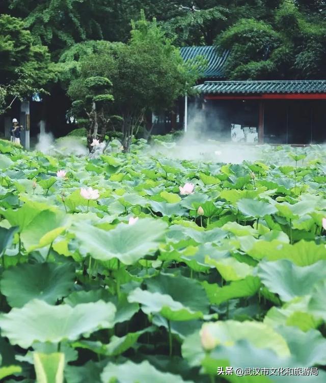 武汉荷花已到盛花期！5处赏荷地，地铁直达