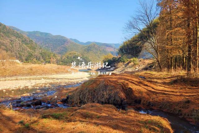 浙江宁波的红杉观赏胜地，树还没变红但美人蕉花海红了，美不胜收