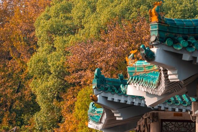 藏不住了！武汉这5处红叶胜境，惊艳了半个旅游圈