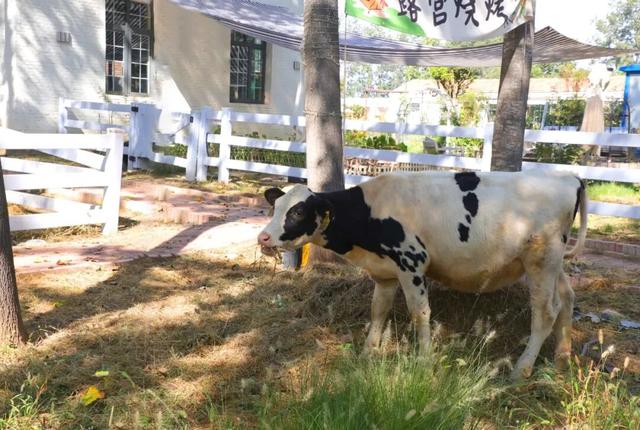 在西青，来一场秋日治愈之旅