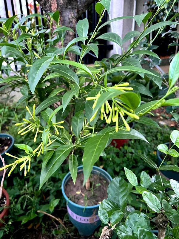 阴花不能进阳宅。这5种花“打死”也不养，家里若有？快挪走！